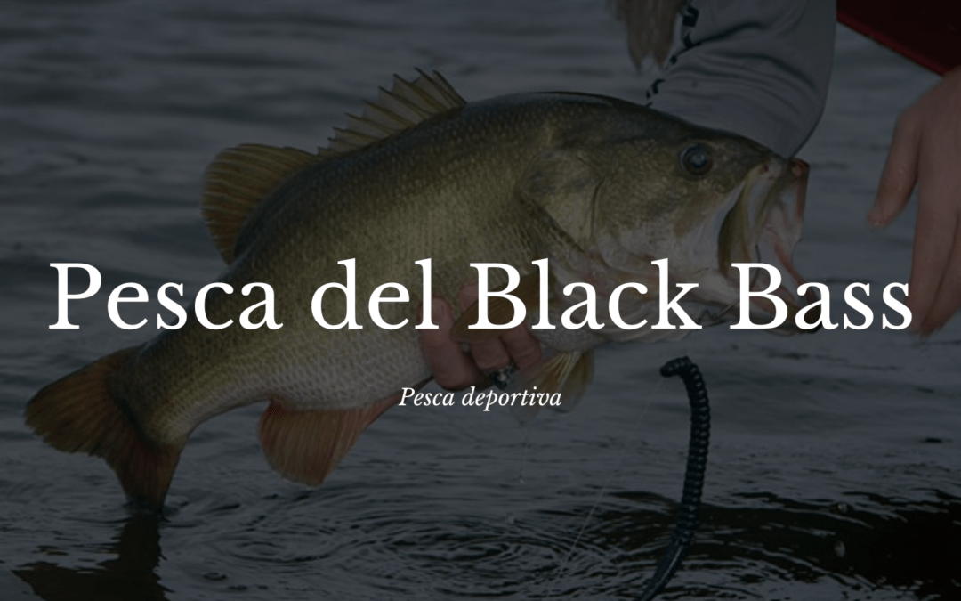 El desafío de la pesca del Black bass: ¡Atrévete a enfrentarlo en el agua!