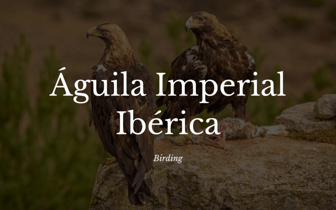 Una mirada de cerca a la fascinante vida del águila imperial ibérica