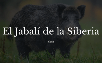 El Gigante de 100 kilogramos, el jabalí de la Siberia Extremeña