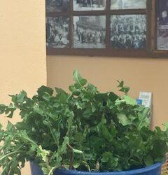 La medicina de nuestros abuelos: la achicoria, la planta de las cunetas