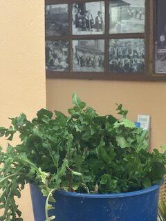 La medicina de nuestros abuelos: la achicoria, la planta de las cunetas